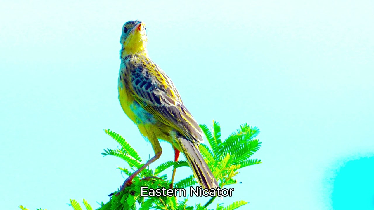 Maputo National Park -  Birds
