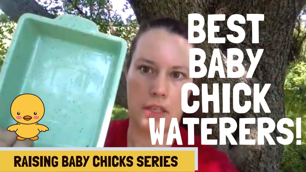 Our Favorite Chicken Waterers For Chicks!