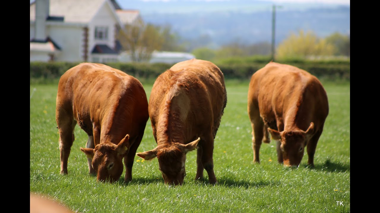 Thomastown Limousins
