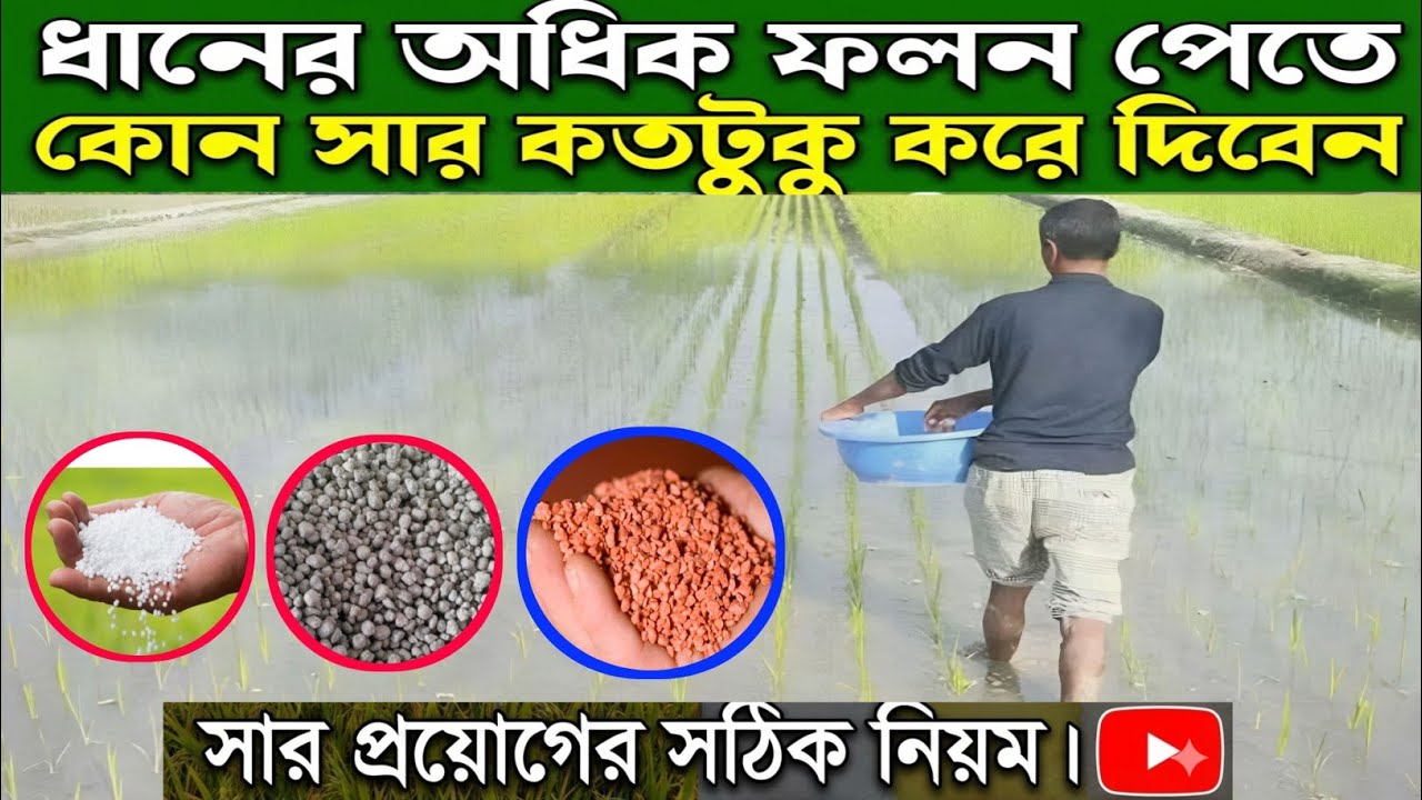 ধানের অধিক ফলন পেতে কোন কোন সার কতটুকু করে দিবেন সার দেওয়ার সঠিক নিয়ম 