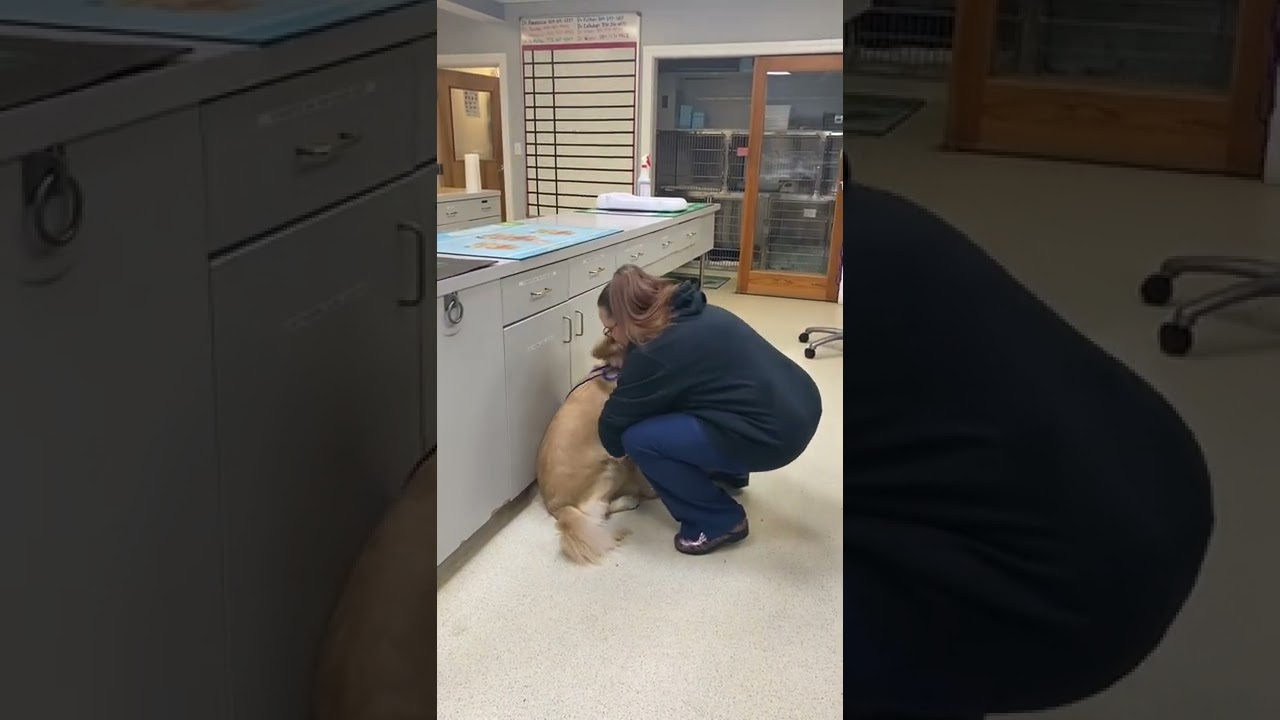 Lifting a dog