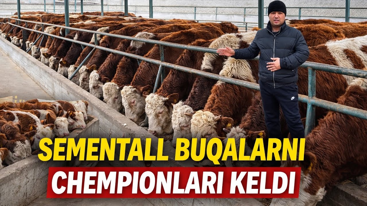 SEMENTALL BUQALARNI CHEMPIONLARI DAXSHATLARI KELDI😲😲😲