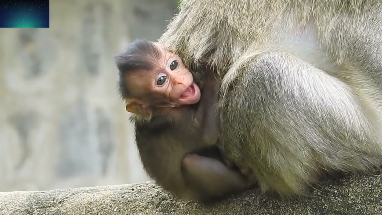 My god..little baby monkey scream loudly when hungry milk