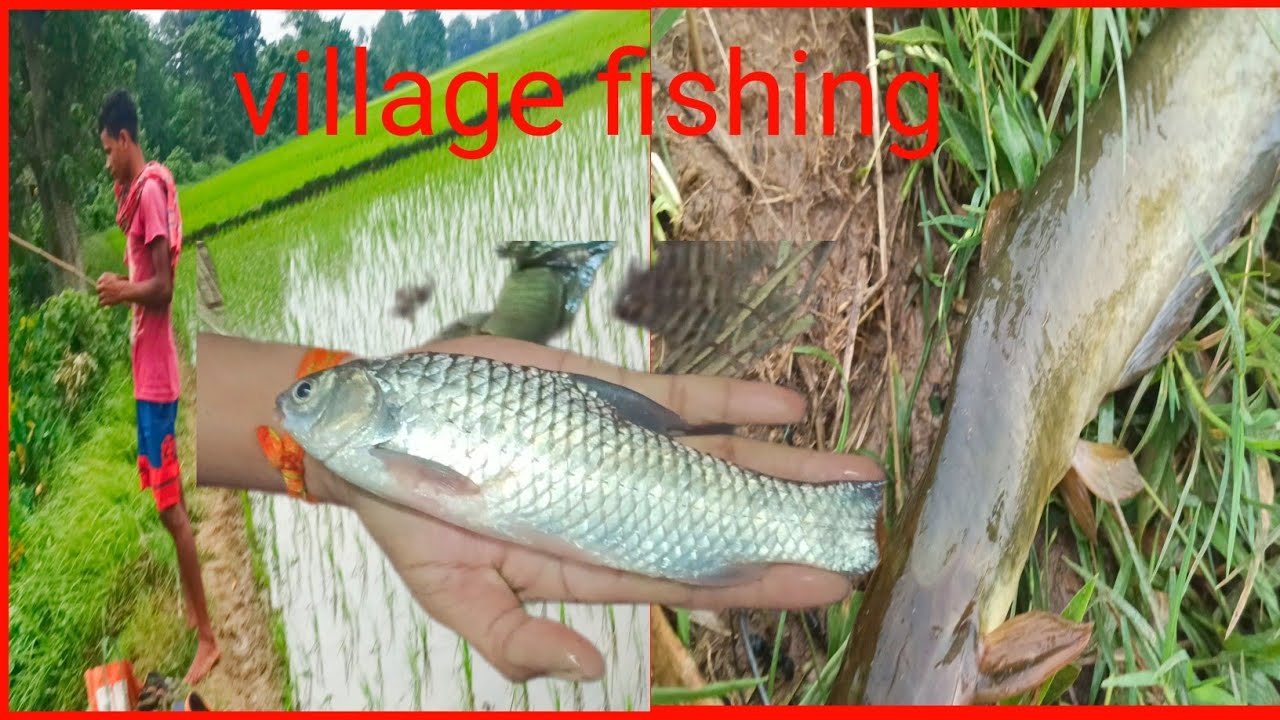 মাঝ মাঠে নালায় বৃষ্টির মধ্যে দুই ভাই ছিপে সুন্দর সুন্দর মাছ পেলাম খেতেও দারুন village fishing video