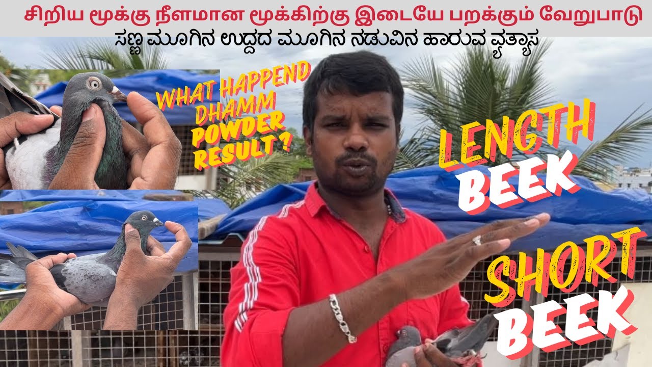 flying diffrence between small nose length nose || சிறிய மூக்கு ||  #pura #pigeon #best #petsworld
