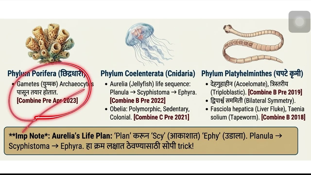 DNA Slides Animal Classification 