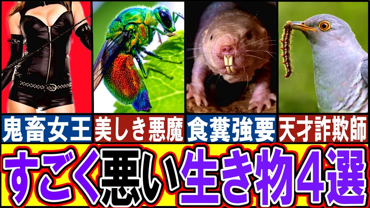 【閲覧注意】極悪すぎる生き物４選【ゆっくり解説】【動物おもしろ雑学】