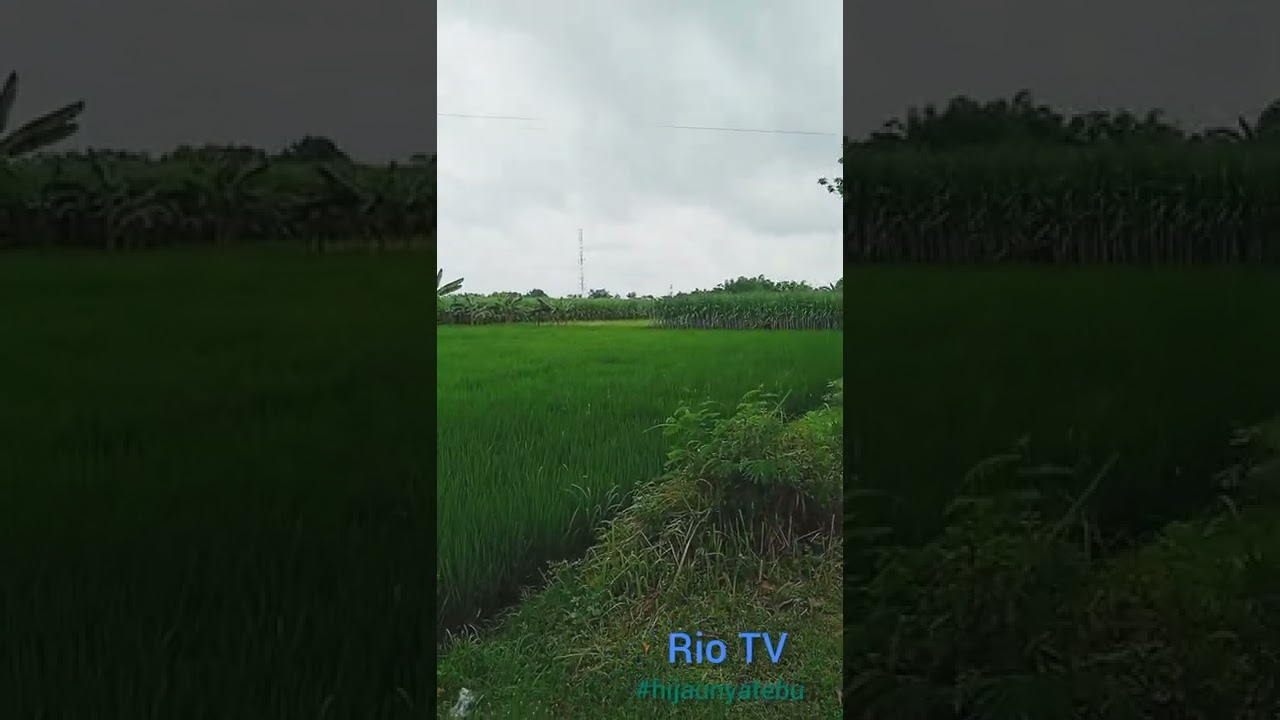 hijaunya tebu 