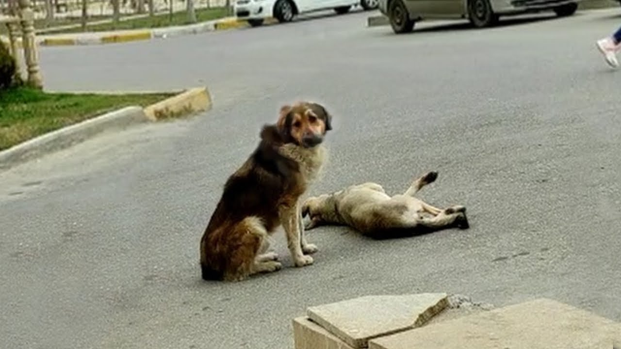 Male dog desperately begged passerby to help his partner, he cried watching her going to end