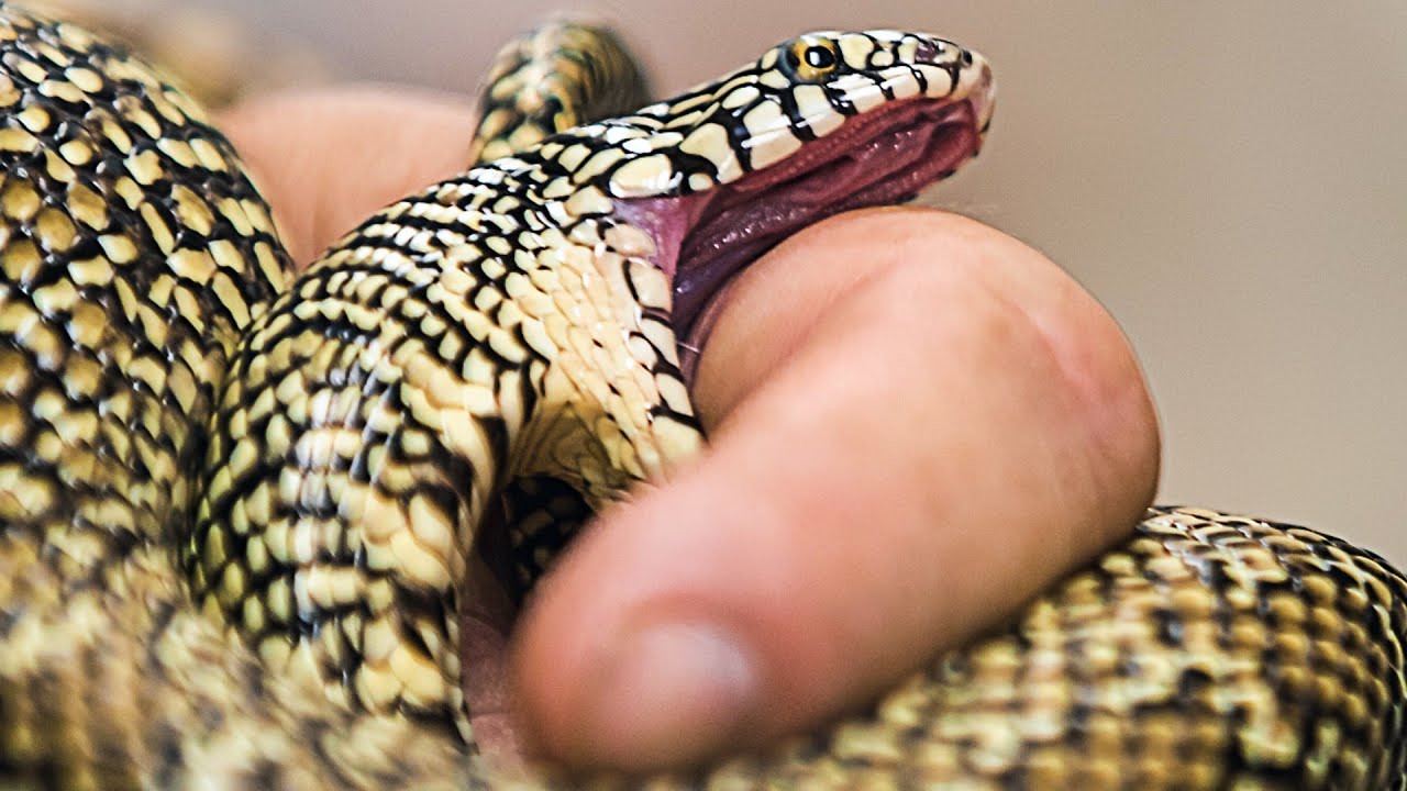 SURPRISE SNAKE BITE!! TWICE!! | BRIAN BARCZYK