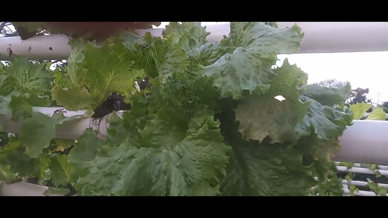 Update: hydroponics system crops are lovely lettuce, pak choy and cabbage