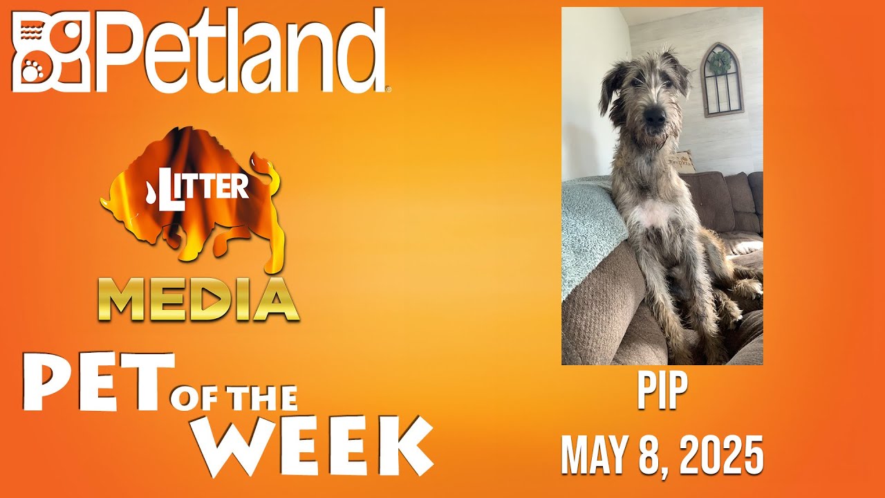 Petland-Litter Media Pet of the Week for May 8th, 2025: Pip