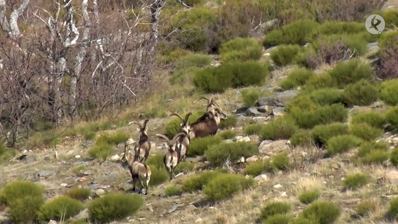 La cabra montés, reina de las cumbres | Cazadores de Lances