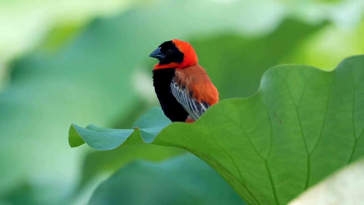 4 Minutes of Peace: Relaxing Bird Sounds & Natural Ambience