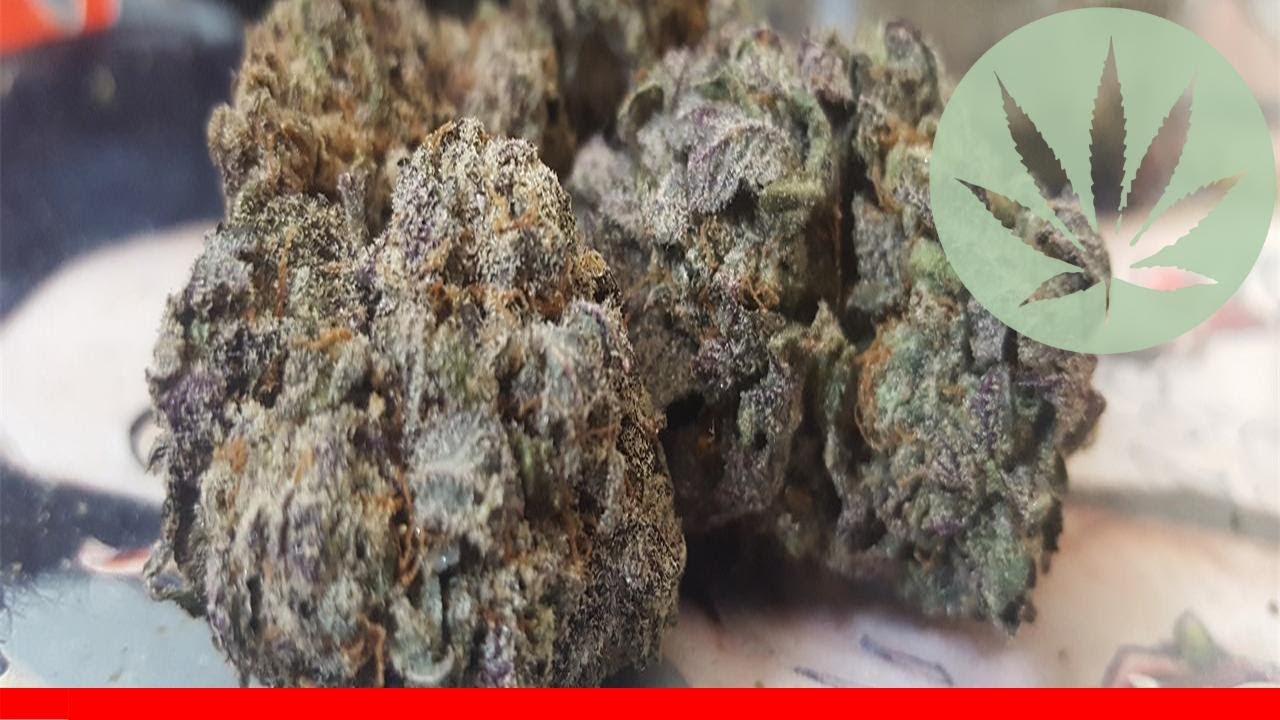Black Domina - All About This Strain