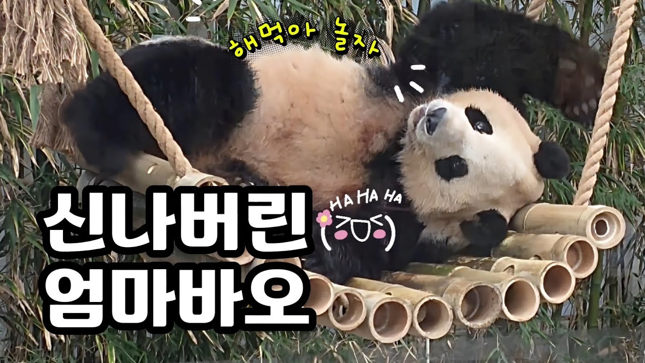 현장영상 🎦신나버린 엄마바오🎦 💕🐼러바오🐼아이바오💕 🗓20260302