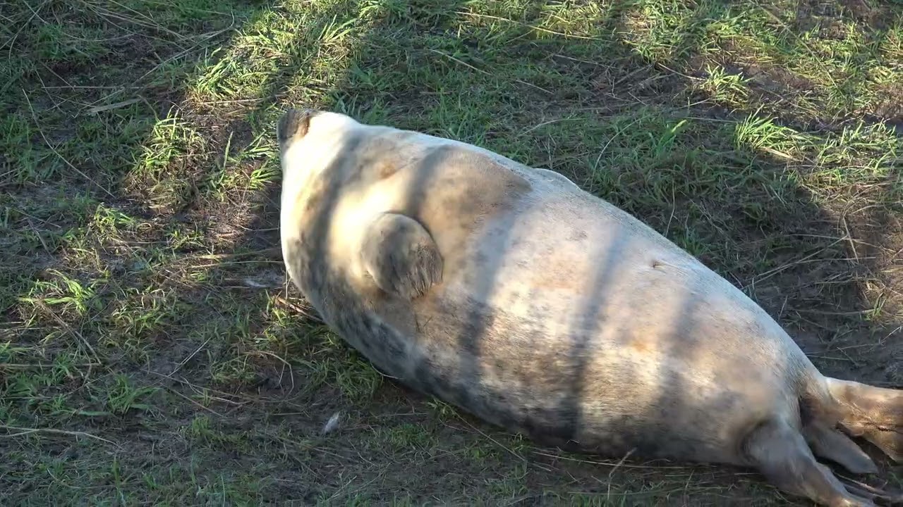 Donna Nook Seal  Sanctuary 2025  2
