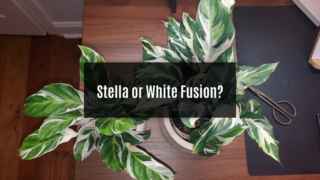 Calathea Stella and White Fusion 🤍💚👀 В чем разница?