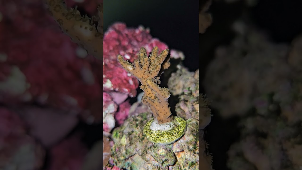 Acropora Millepora Day/Night 