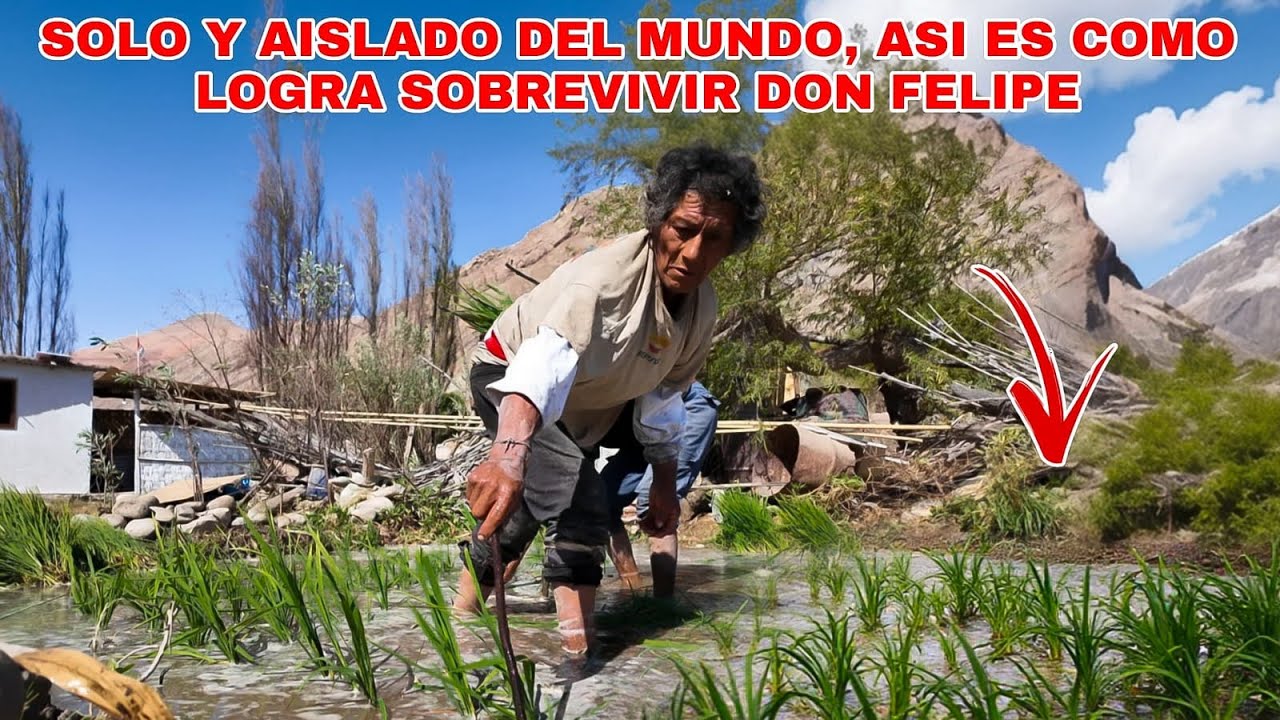 Don Felipe vive SOLO y AISLADO del mundo, y nos ense&ntilde;a c&oacute;mo cultiva el ARROZ para su SUPERVIVENCIA