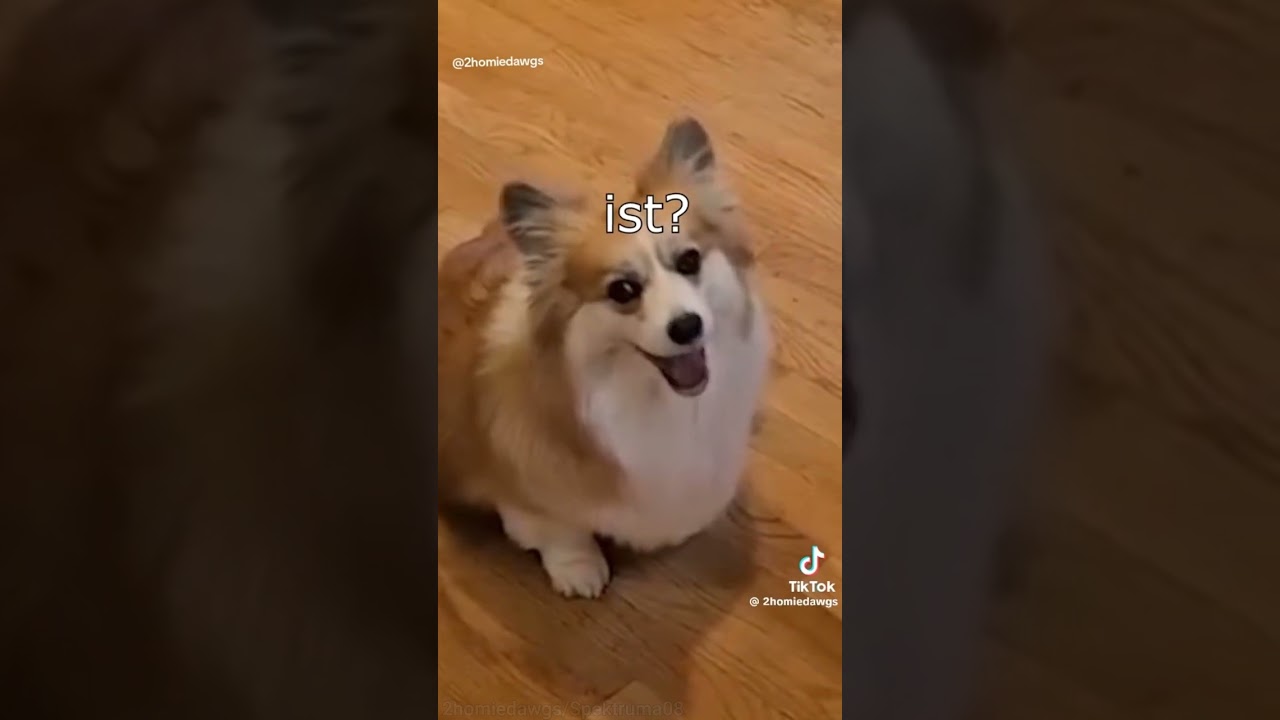Was 2homiedawgs aus simplen Tiervideos macht, ist einfach genial😂