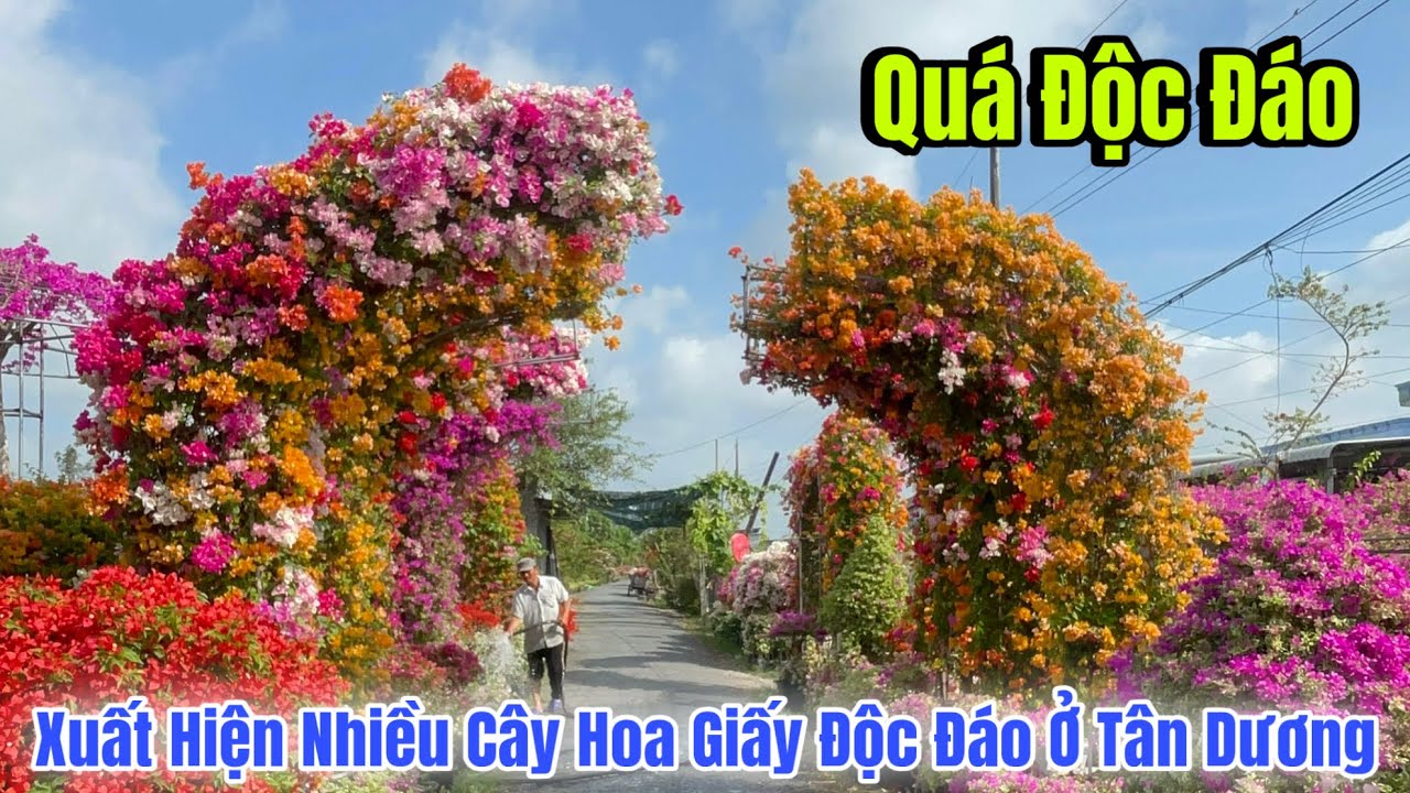 Tết Bính Ngọ 2026 Xuất Hiện Nhiều Cây Hoa Giấy Độc Đáo Tại Làng Hoa Giấy Tân Dương Ai Cũng Bất Ngờ 