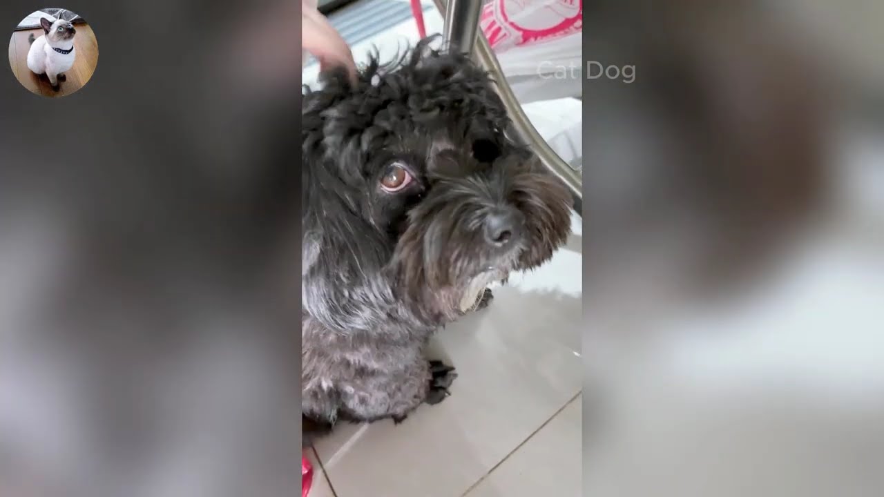 Funniest Cats and Dogs Videos 2026🐈🐕Try Not To Laugh😜 Part 28