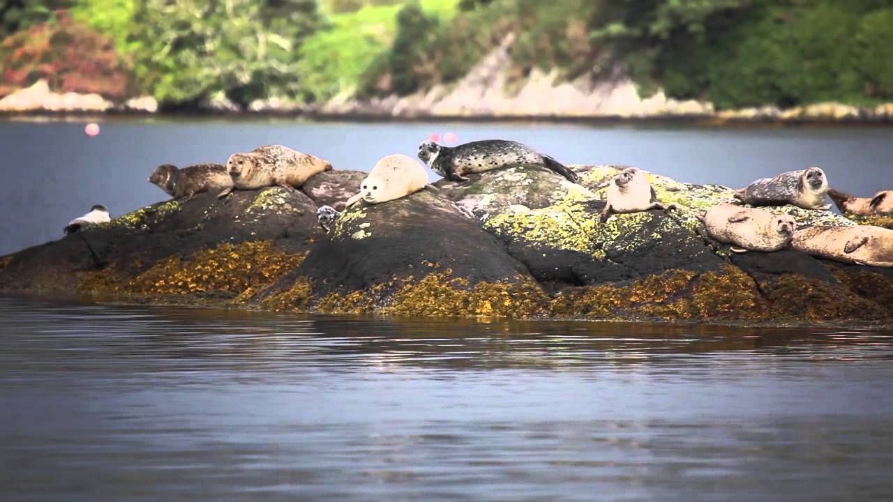 Expeditiecruise Britse Eilanden - SILVERSEA EXPEDITIONS