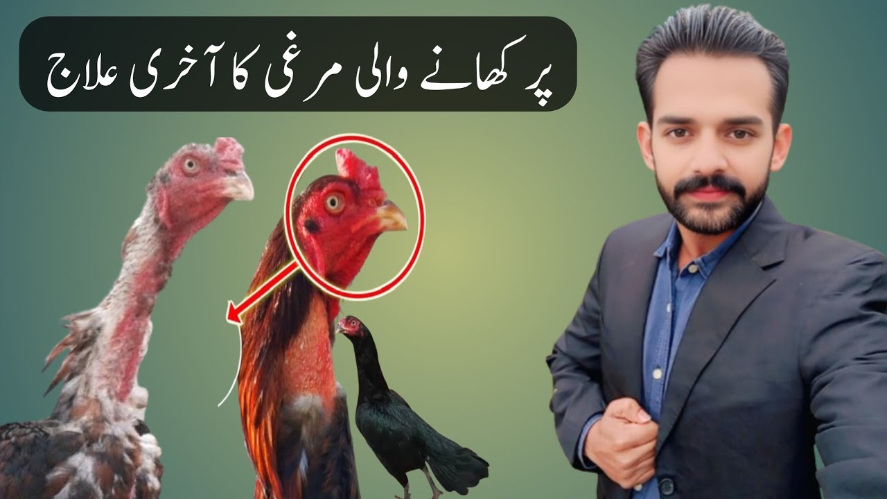MURGI murgy k Par khati hai uska Ilaj | Parr khany wali murgi ka ilaj pankh khany wali murgi ka ilaj