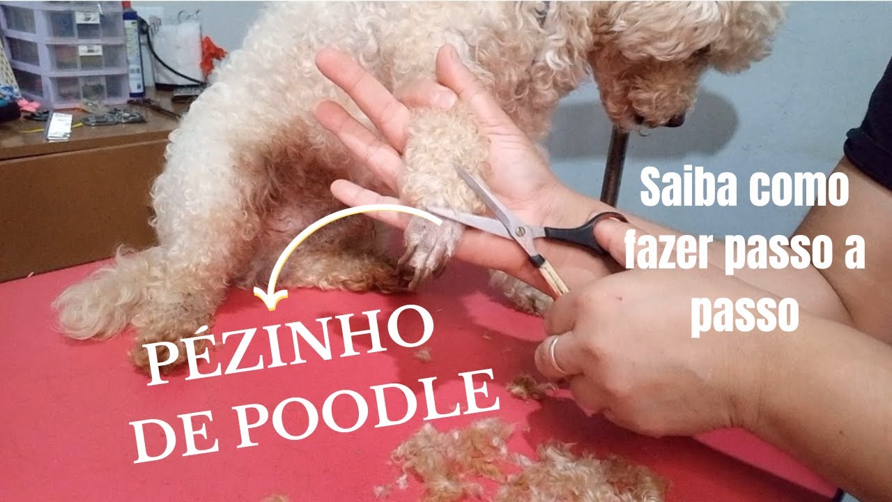 Como fazer tosa em p&eacute; de poodle botinha em poodle passo a passo