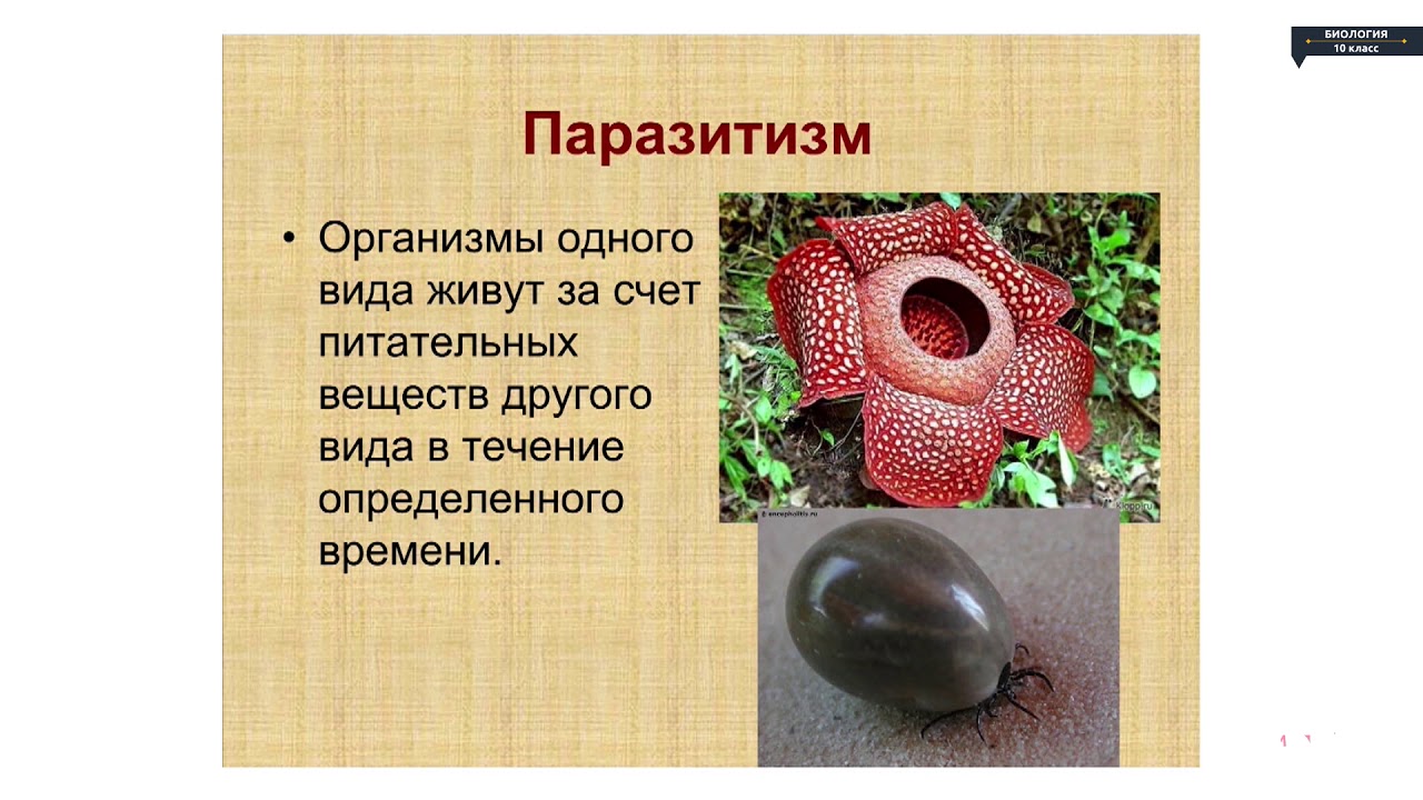 Биология - 10 класс - Типы экологических взаимодействий