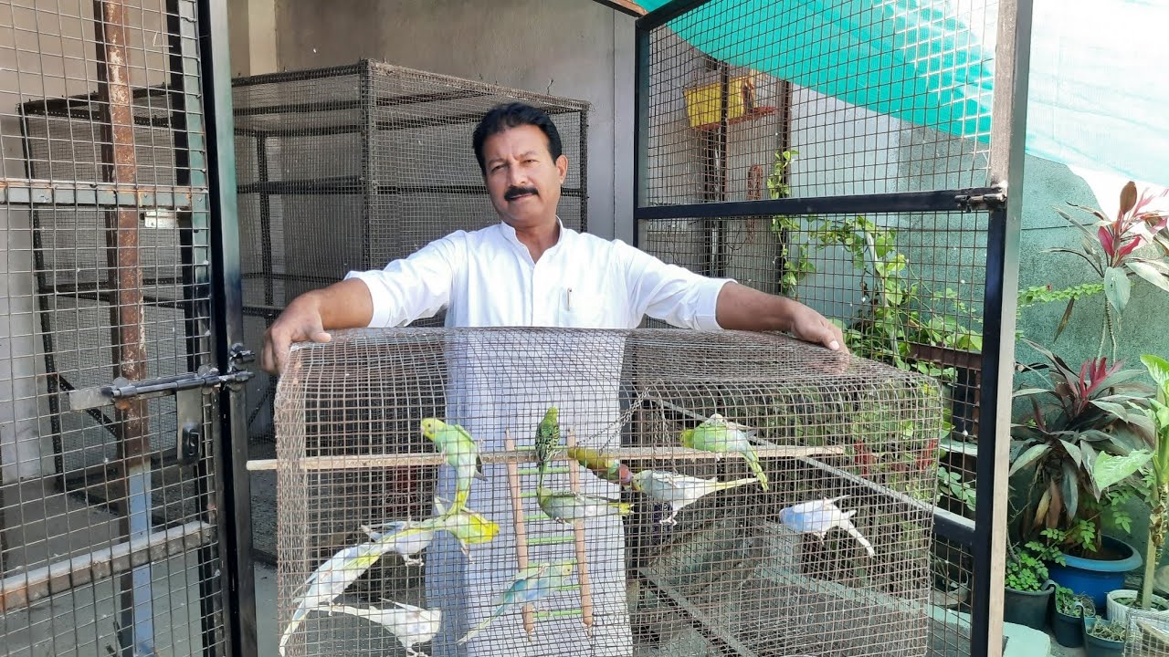 Green food benefits for Australian parrots | green leaves for budgies