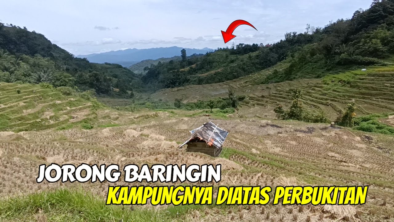 Kampungnya Masih Asri,Jorong Baringin Kecamatan Palembayan Kabupaten Agam Sumatra Barat
