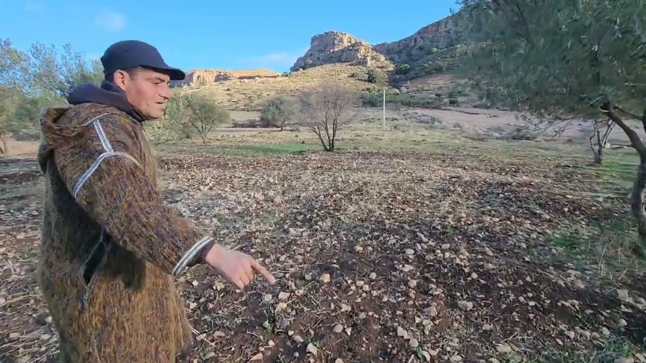 2025/12/17:  أرض مساحتهاهكتار بها 9 زيتونات ملكية بثمن 16مليون على الطريق الرائسية.الهاتف:0652389719