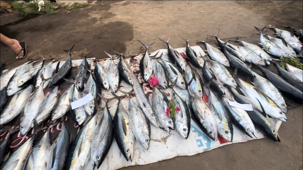 FISHING TRIP TO NORT BALI ‼️ MANCING TUNA DI TIANYAR BALI UTARA
