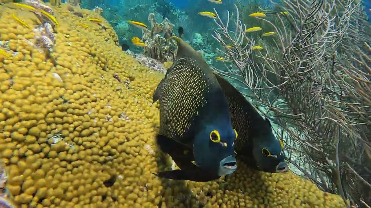 Boat Diving Bonaire 2025