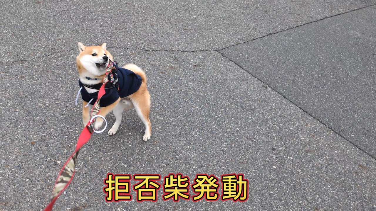 拒否柴発動