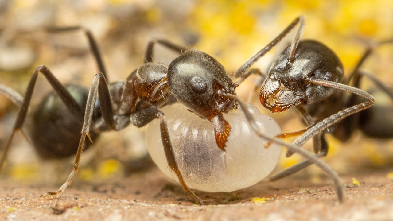 Rainbow Ants Traversing - Super Close-Up Footage