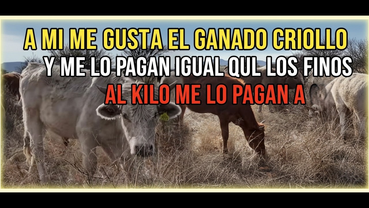 A MI ME GUSTA EL GANADO CRIOYO Y ME LO PAGAN IGUAL QUE LOS FINOS AL KILO ME LO PAGAN A 95