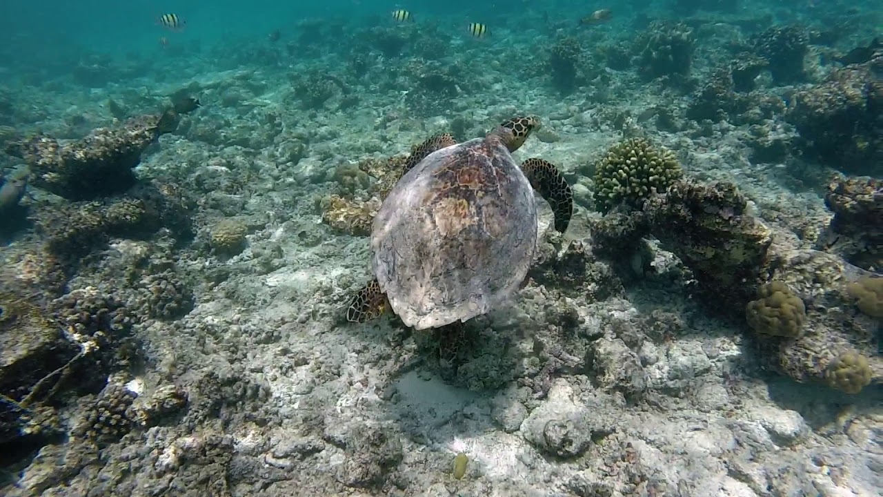 Thudufushi, MALDIVES.