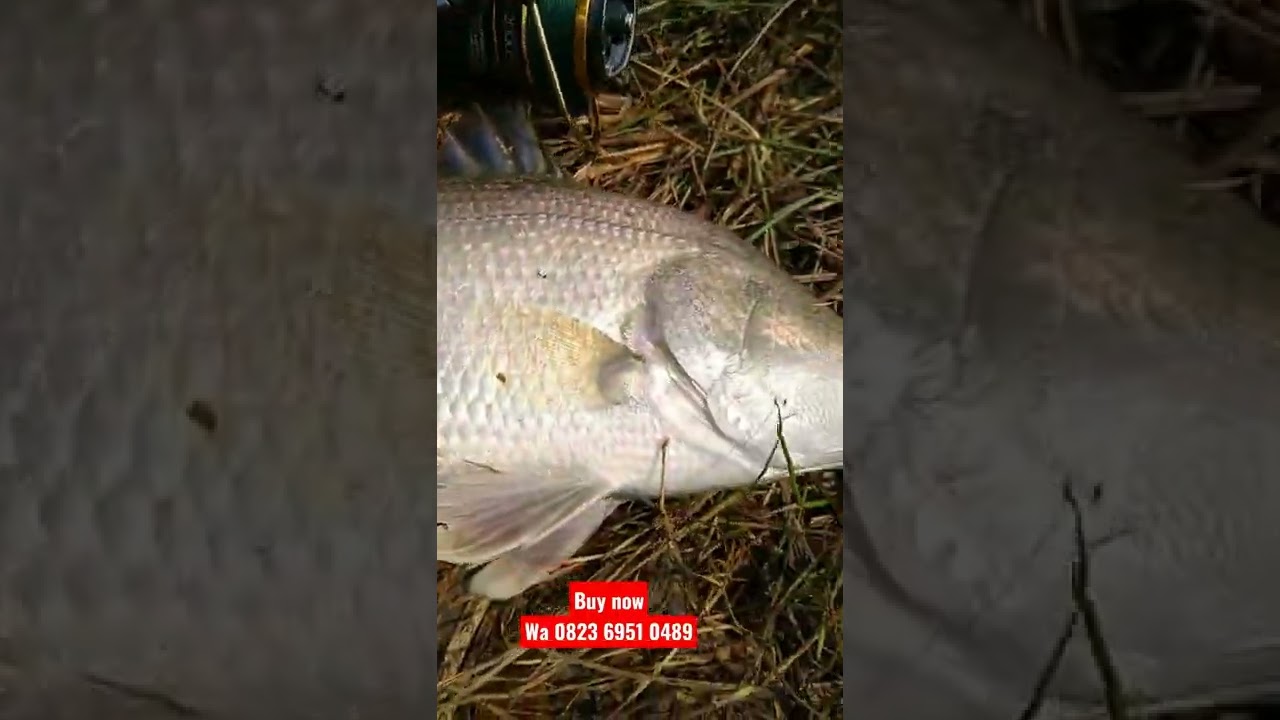 Fiz lure paray series  #fizlure #lurecasting #mancing #shorts #fyp #barramundi