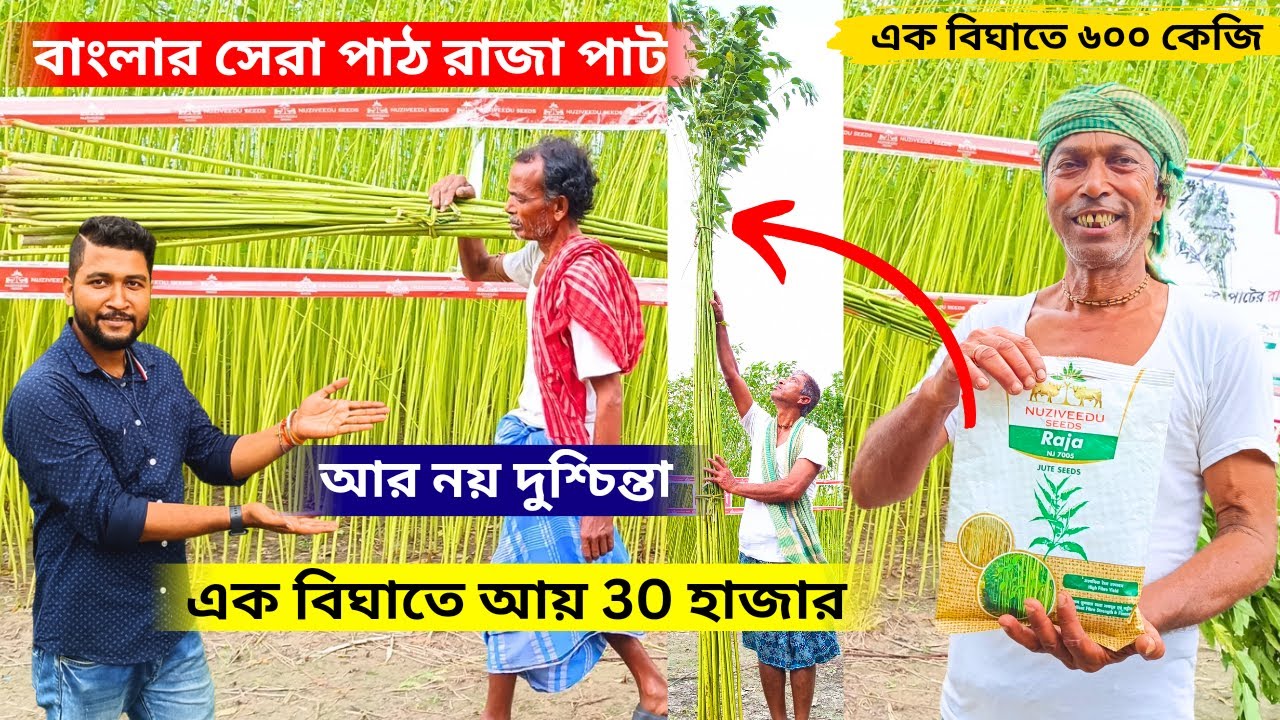 আর নয় কৃষকের দুশ্চিন্তা বাংলা এল বাংলার সেরা পাট রাজা পাট বীজ।