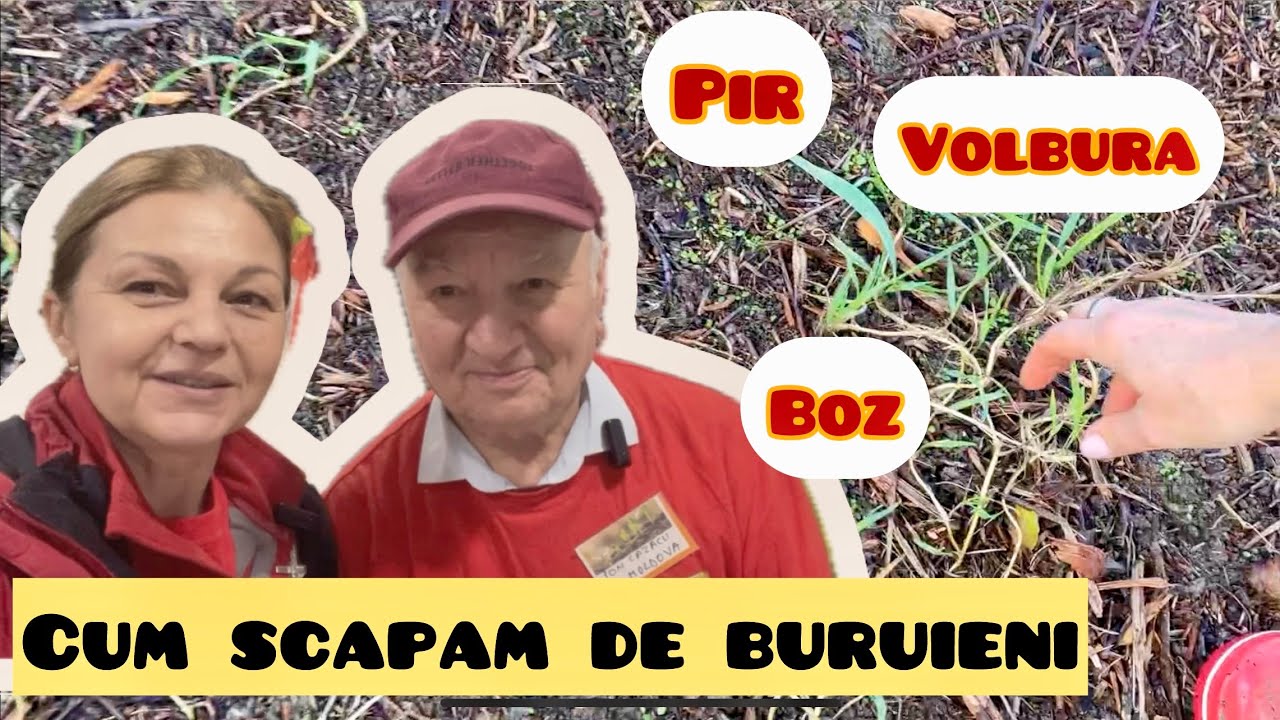Cum scapam de buruienile puternice din gradina de legume #pir #volbura #boz #ioncazacu