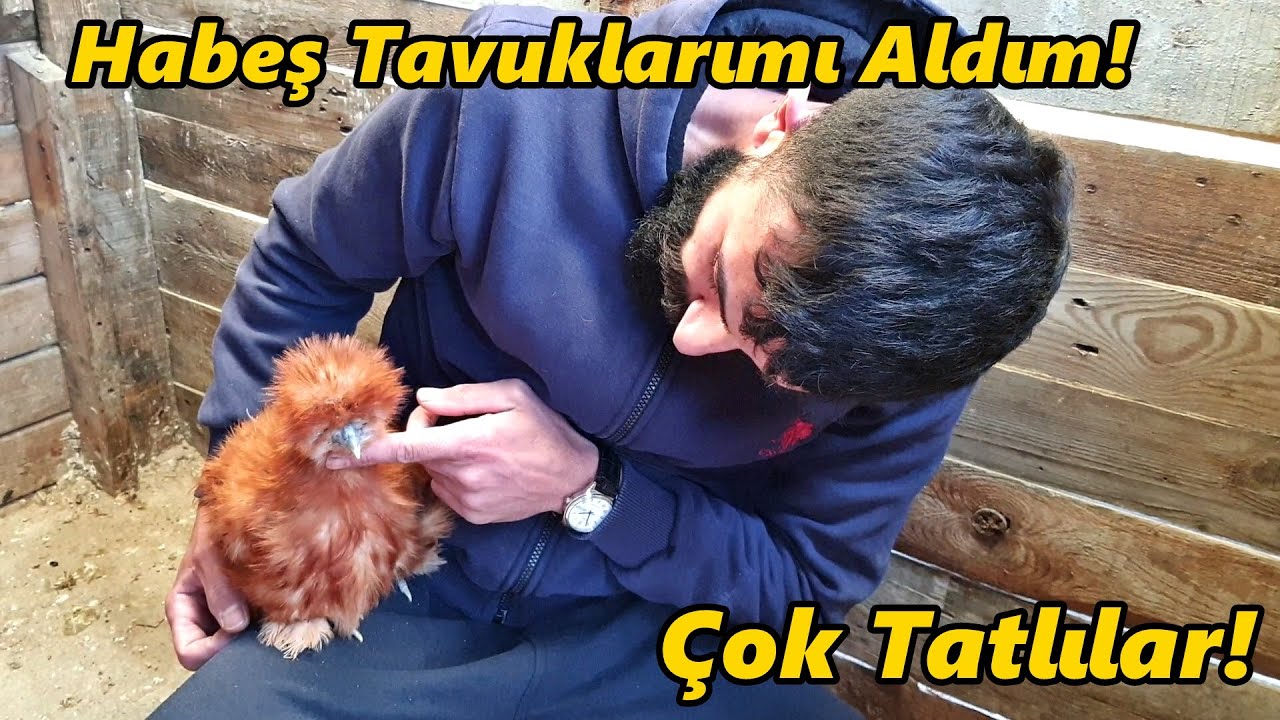Habeş Cinsi Tavuklar!-/K&uuml;mese Neşe Kattılar/#Tekirdağ#civciv#horoz#hindi#tavuk#k&uuml;mes