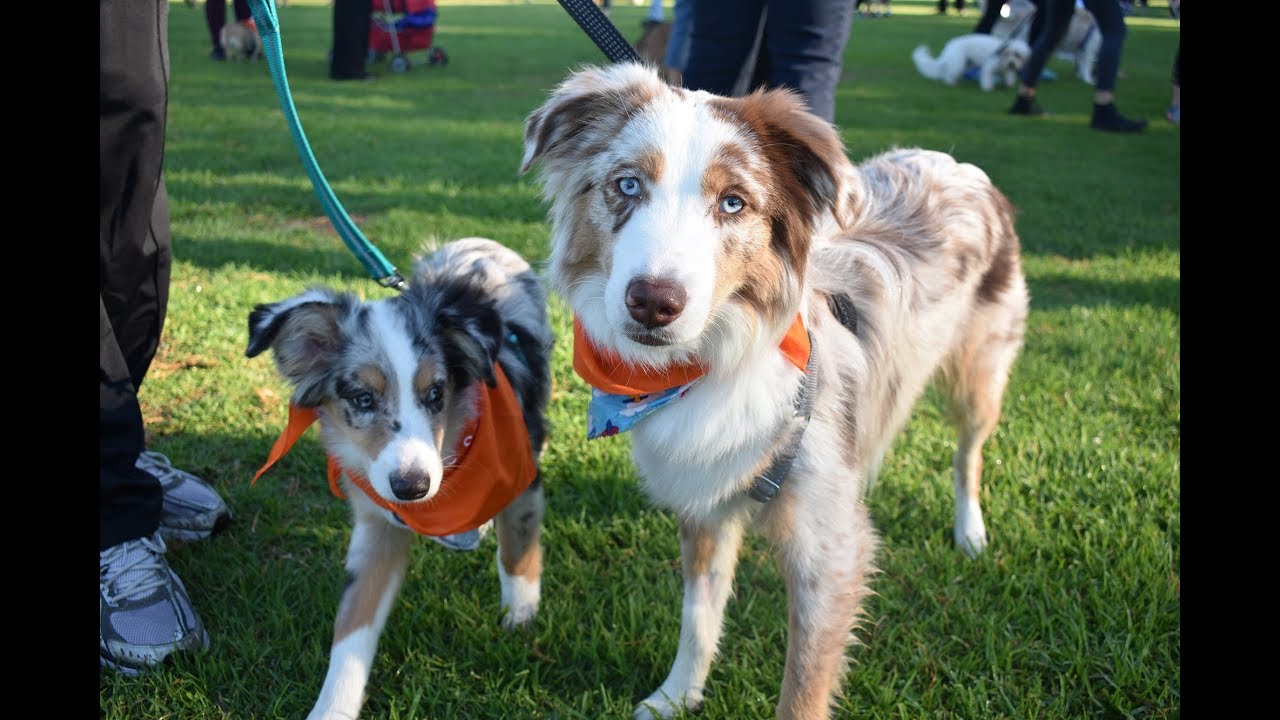 Wiggle Waggle Walk 2019
