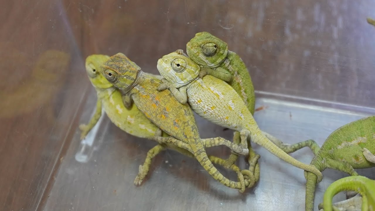 カメレオンの赤ちゃん、全部で何匹孵った？【チチュウカイカメレオン】