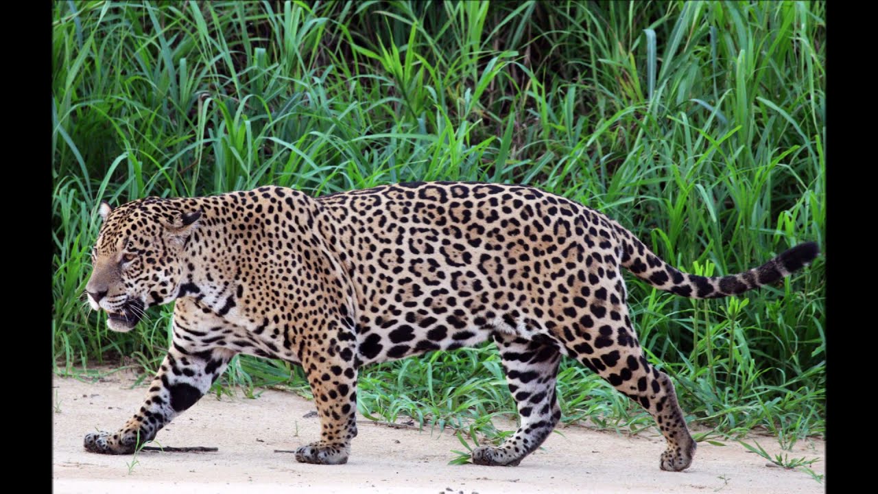 Urw&auml;lder der Erde Teil 2 Tropischer Regenwald