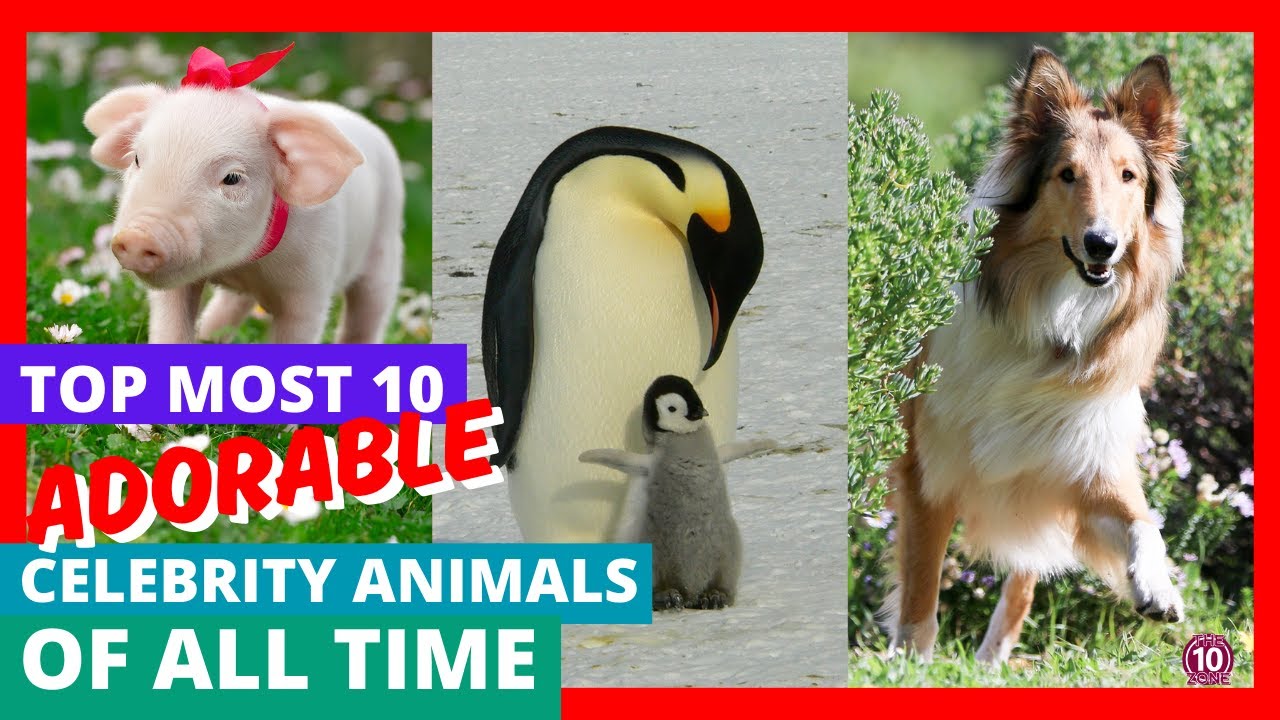 Top 10 Most Adorable Celebrity Animals of All Time