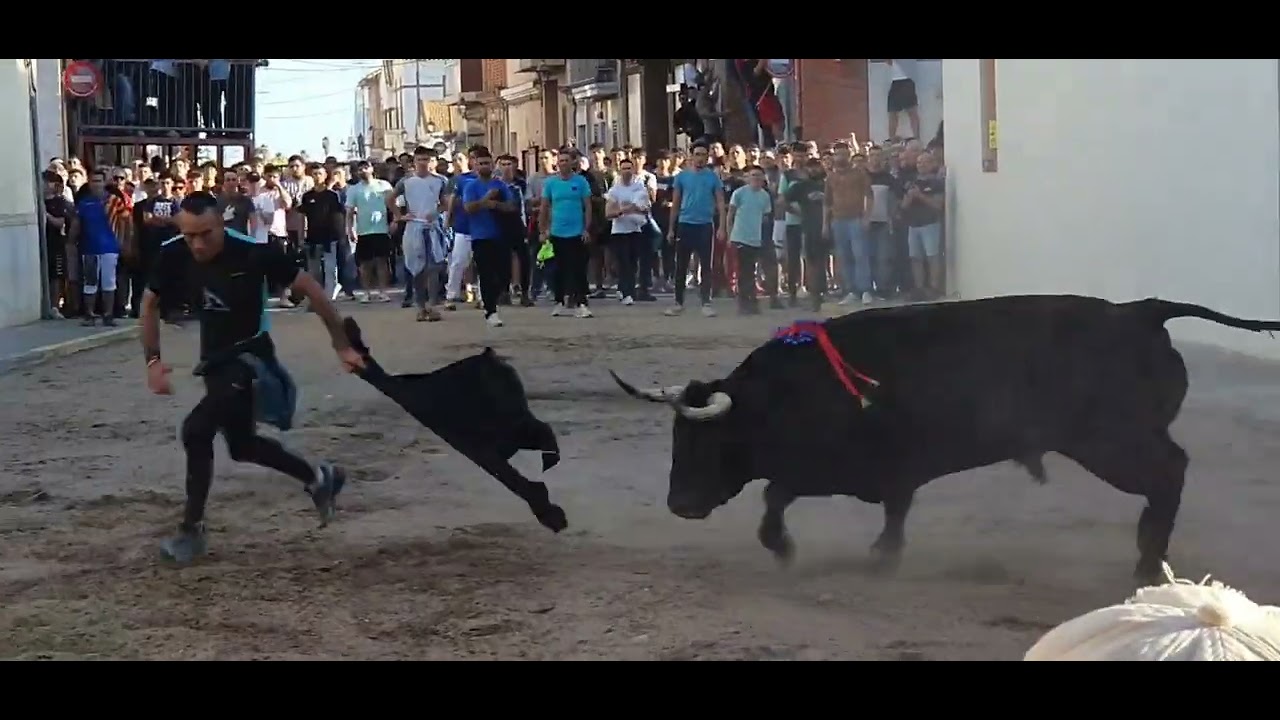 Festejos Populares Vinalesa 2025.Toros Cerriles Ganaderias Torrestrella.El Torero.Monteviejo.25/10