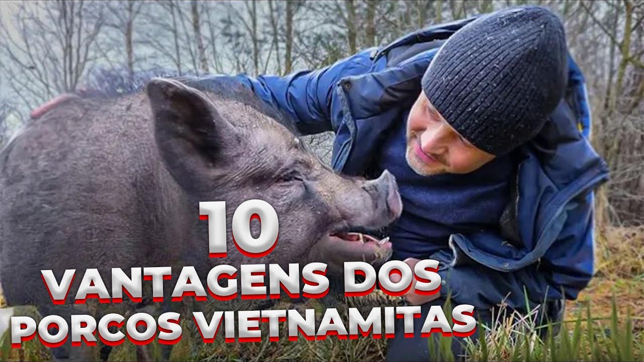Porcos vietnamitas: 10 vantagens e mitos sobre a criação desses animais